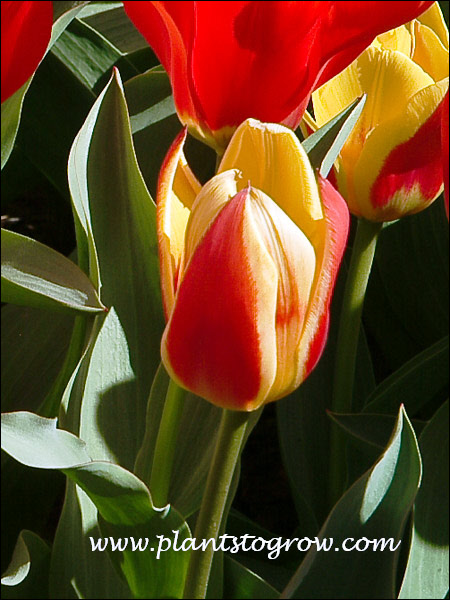 I have used Tulip Stressa many times.  It has proven to be one of the more perennial Tulips.  Blooms early in the season.